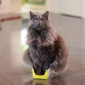 What Domestic And Wild Cat Breeds Are You A Combo Of? Quiz 
