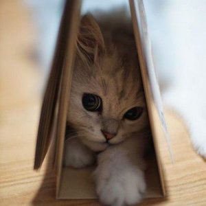 What Domestic And Wild Cat Breeds Are You A Combo Of? Quiz 
