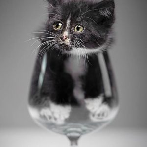 What Domestic And Wild Cat Breeds Are You A Combo Of? Quiz 
