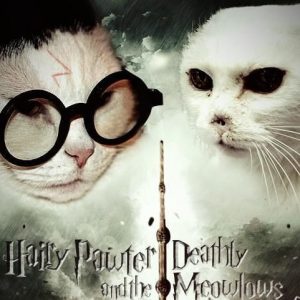 What Domestic And Wild Cat Breeds Are You A Combo Of? Quiz Harry Pawter and the Deathly Meowlows