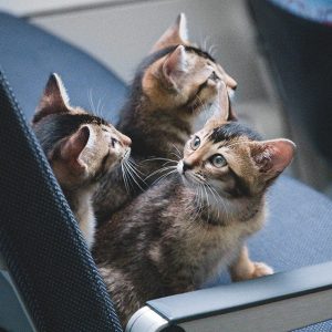 What Domestic And Wild Cat Breeds Are You A Combo Of? Quiz Cats on a Plane