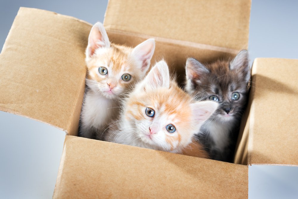 What Domestic And Wild Cat Breeds Are You A Combo Of? cat in a box