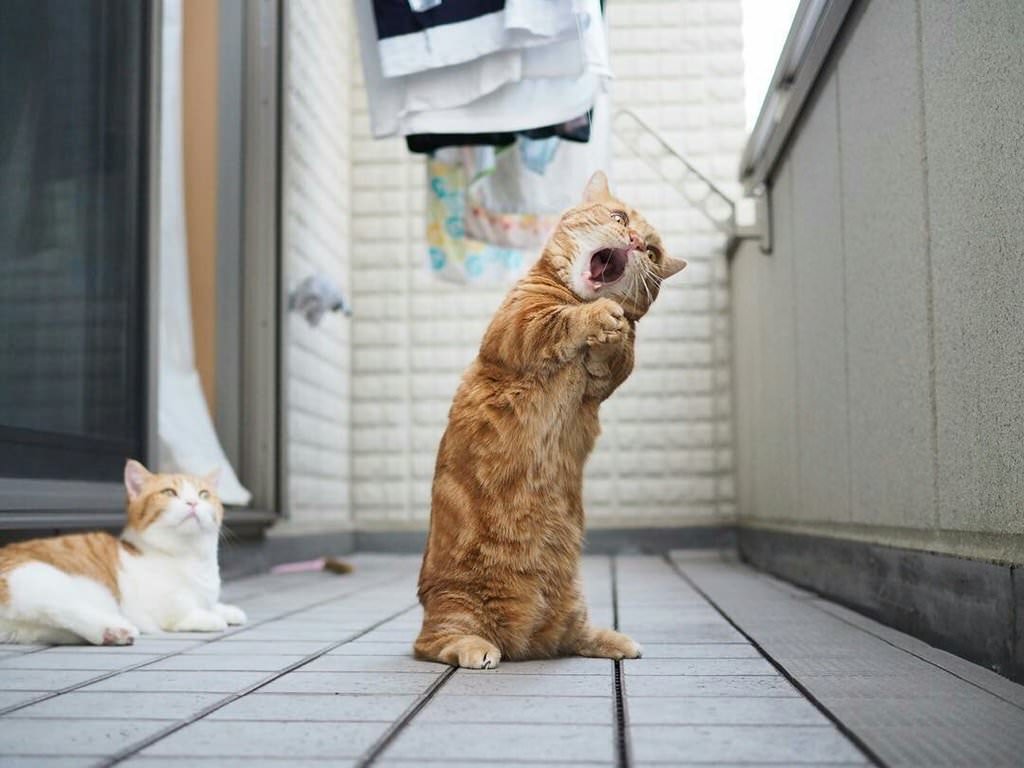 singing cat