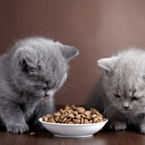 Are You A Cat Person? Quiz I just leave out a lot of food