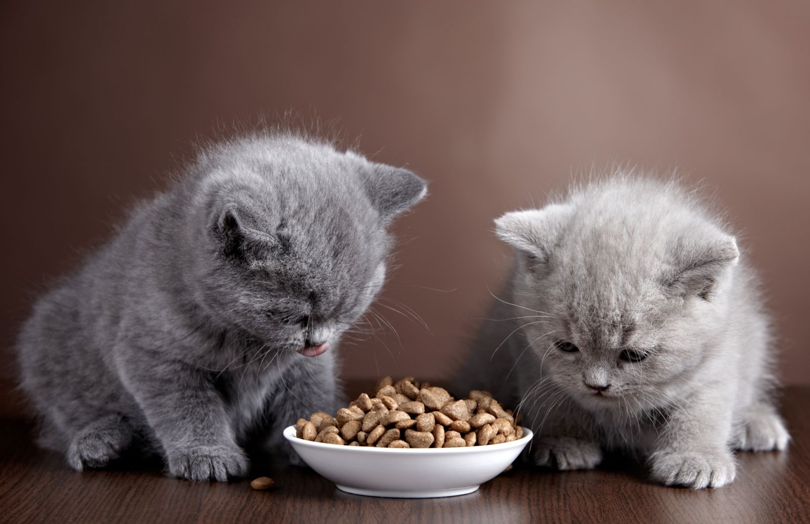 What Domestic And Wild Cat Breeds Are You A Combo Of? cat food