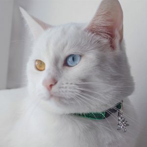 😺 How Much Of A Cat Person Are You? Quiz Never
