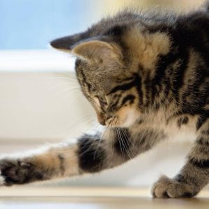 🐱 Is Your Cat Secretly Plotting Against You? Quiz Yes