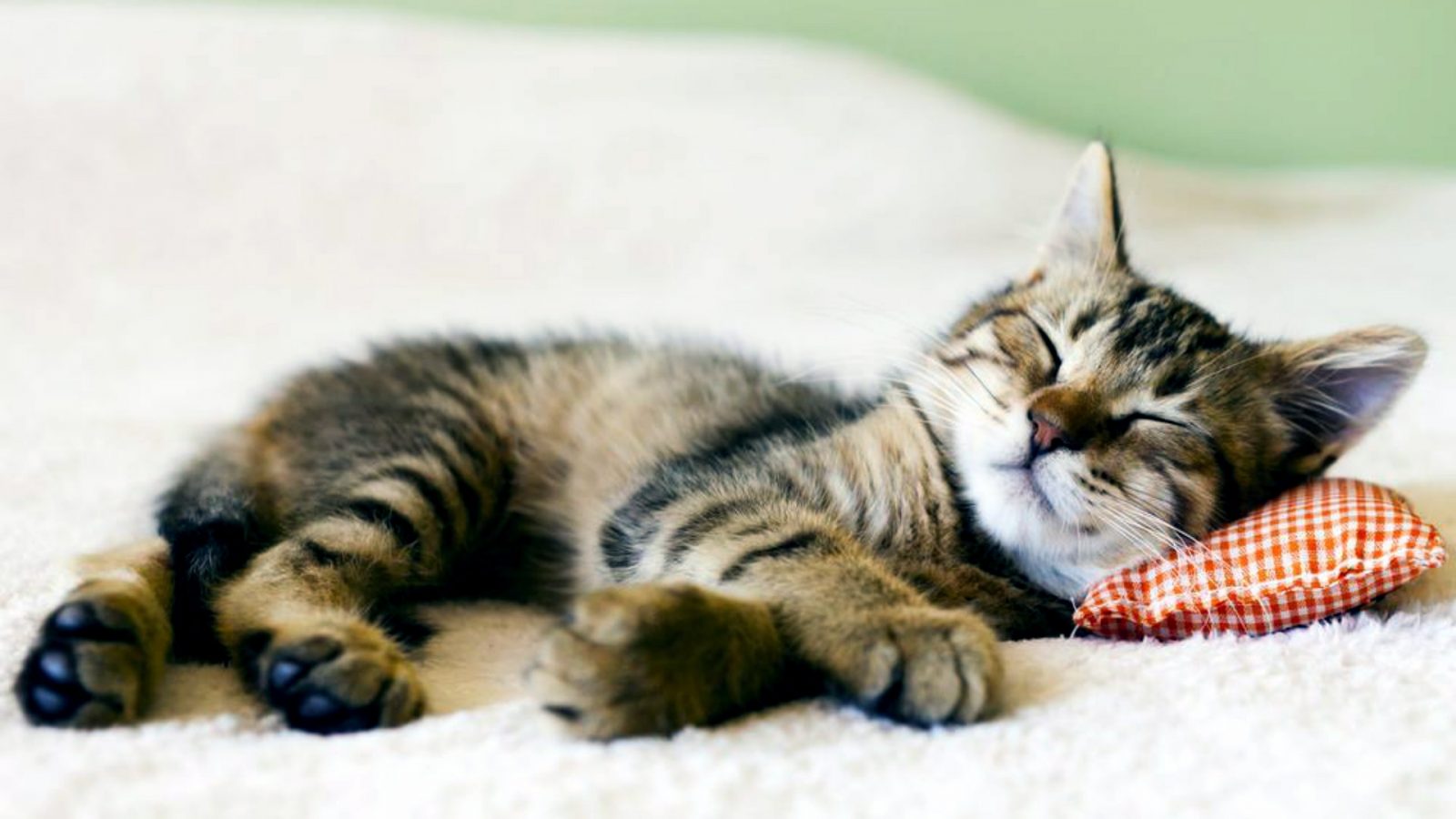 What Domestic And Wild Cat Breeds Are You A Combo Of? sleeping cat