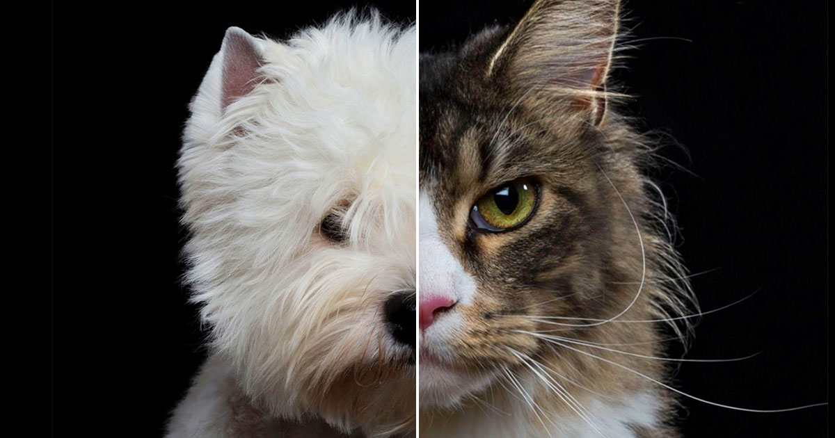 What Dog Breed And Cat Breed Are You A Combo Of? Quiz