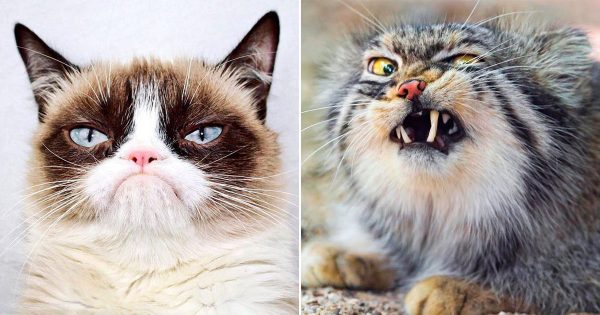 What Domestic And Wild Cat Breeds Are You A Combo Of?