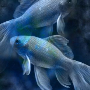 May Trivia Quiz Fish
