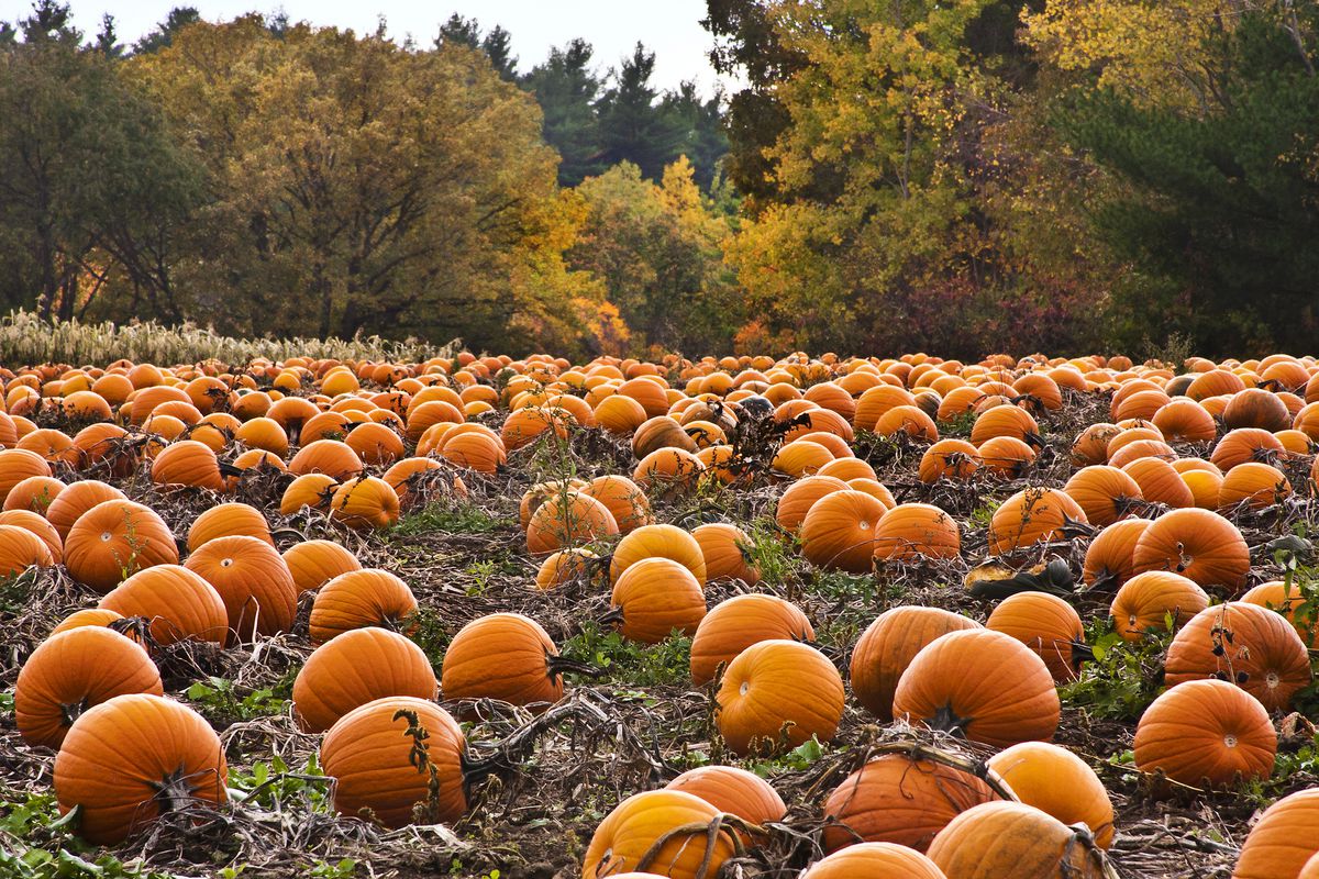 What Fall Food Are You? pumpkin picking
