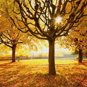 Do You Know a Little Bit About Everything? Fall equinox