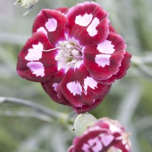 Quiz Questions With Answers Beginning With D Dianthus
