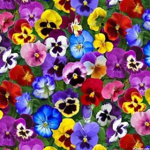 What Fall Food Are You? Pansy