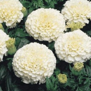 What Fall Food Are You? Chrysanthemum