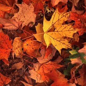 What Fall Food Are You? Crunchy leaves