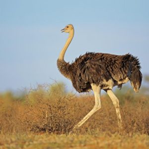 If You Can Get 10/15 on This Vocabulary Quiz Then You’re Super Smart A group of ostriches
