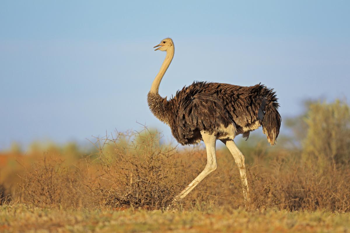 If You Score Higher Than 15 on This Quiz, You're Walking Encyclopedia Ostrich