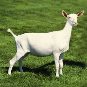 Only the Smartest Can Beat This General Knowledge Quiz Goat