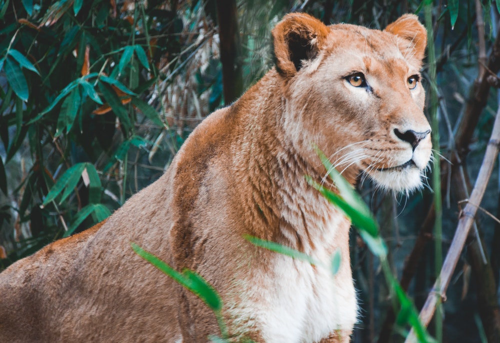 Which Iconic Female Character Are You? lioness