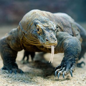 Which Iconic Female Character Are You? Komodo dragon