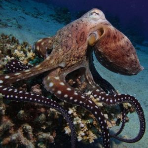Which Iconic Female Character Are You? Octopus