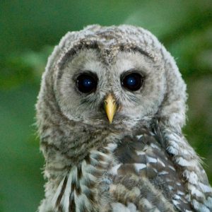 How Much Useless General Knowledge Do You Actually Have? Owl