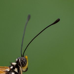 How Much Useless General Knowledge Do You Actually Have? Antenna