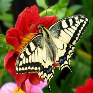 How Much Useless General Knowledge Do You Actually Have? Tips of the wings