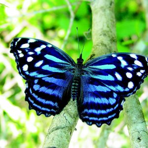Not to Be Dramatic, But This General Knowledge Quiz Will Be the Hardest Thing You Do Today Butterflies in your stomach