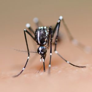 How Much Useless General Knowledge Do You Actually Have? Mosquito