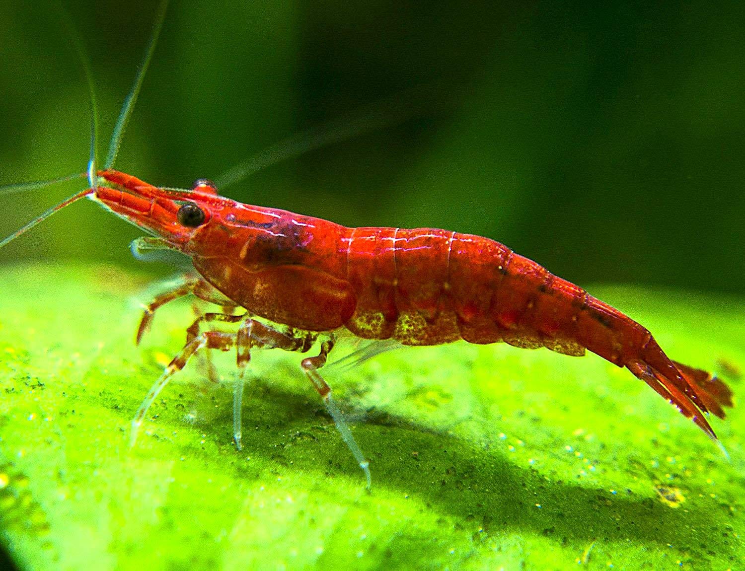 How Much Useless General Knowledge Do You Actually Have? live shrimp