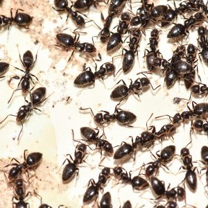 Foods Named After Animals Quiz Ants
