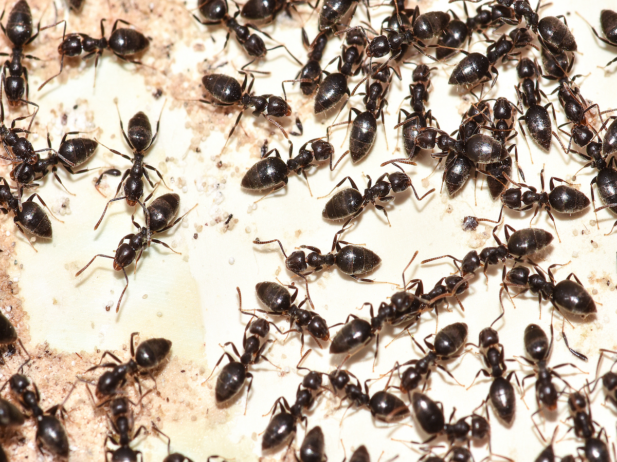 Most People Can’t Get More Than 10/15 on This Random Knowledge Quiz ants