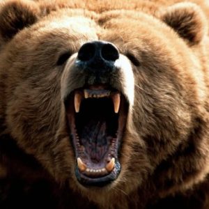 Which Iconic Female Character Are You? Grizzly bear