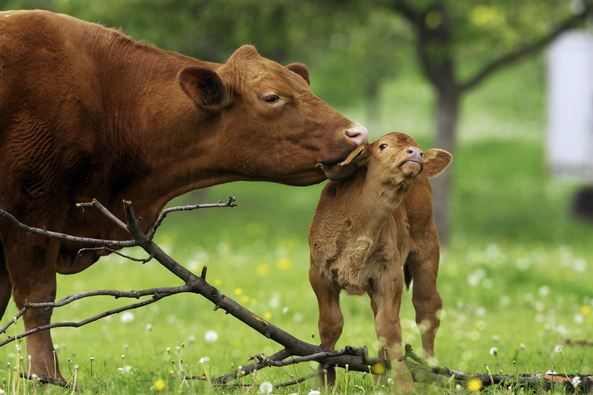 90% Of People Can’t Crush This Easy General Knowledge Quiz. Can You? cow with calf farm animals