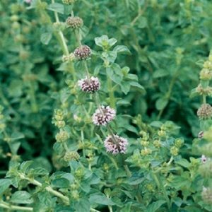 You'll Pass This Quiz Only If You're Walking Encyclopedia Pennyroyal