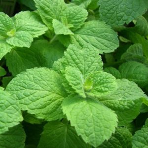 You'll Pass This Quiz Only If You're Walking Encyclopedia Apple mint
