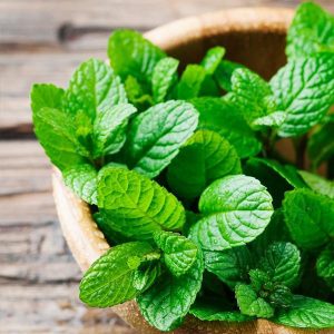 You'll Pass This Quiz Only If You're Walking Encyclopedia Peppermint