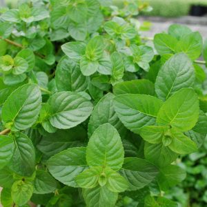 Green Trivia Quiz Spearmint