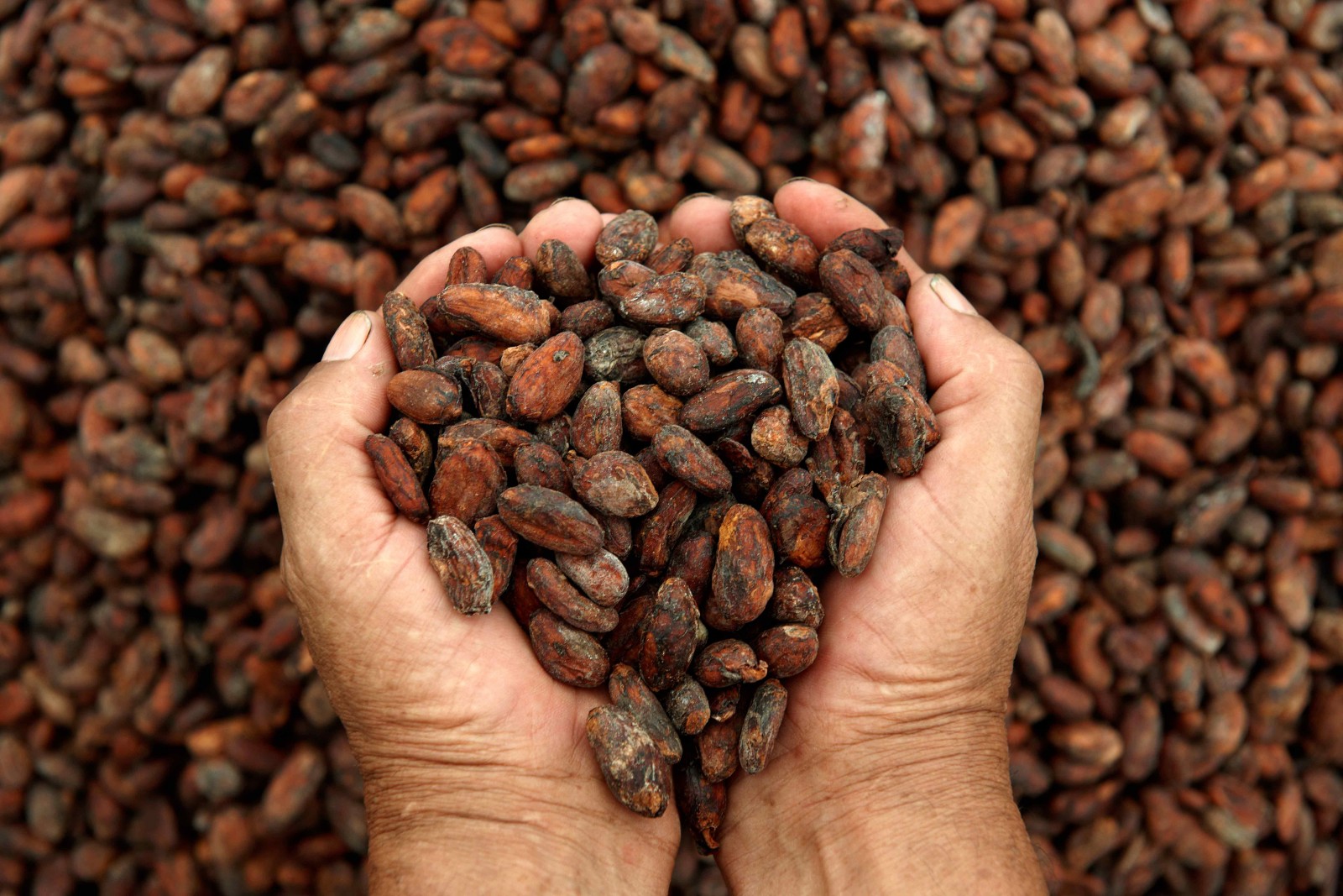 3 types of cocoa beans
