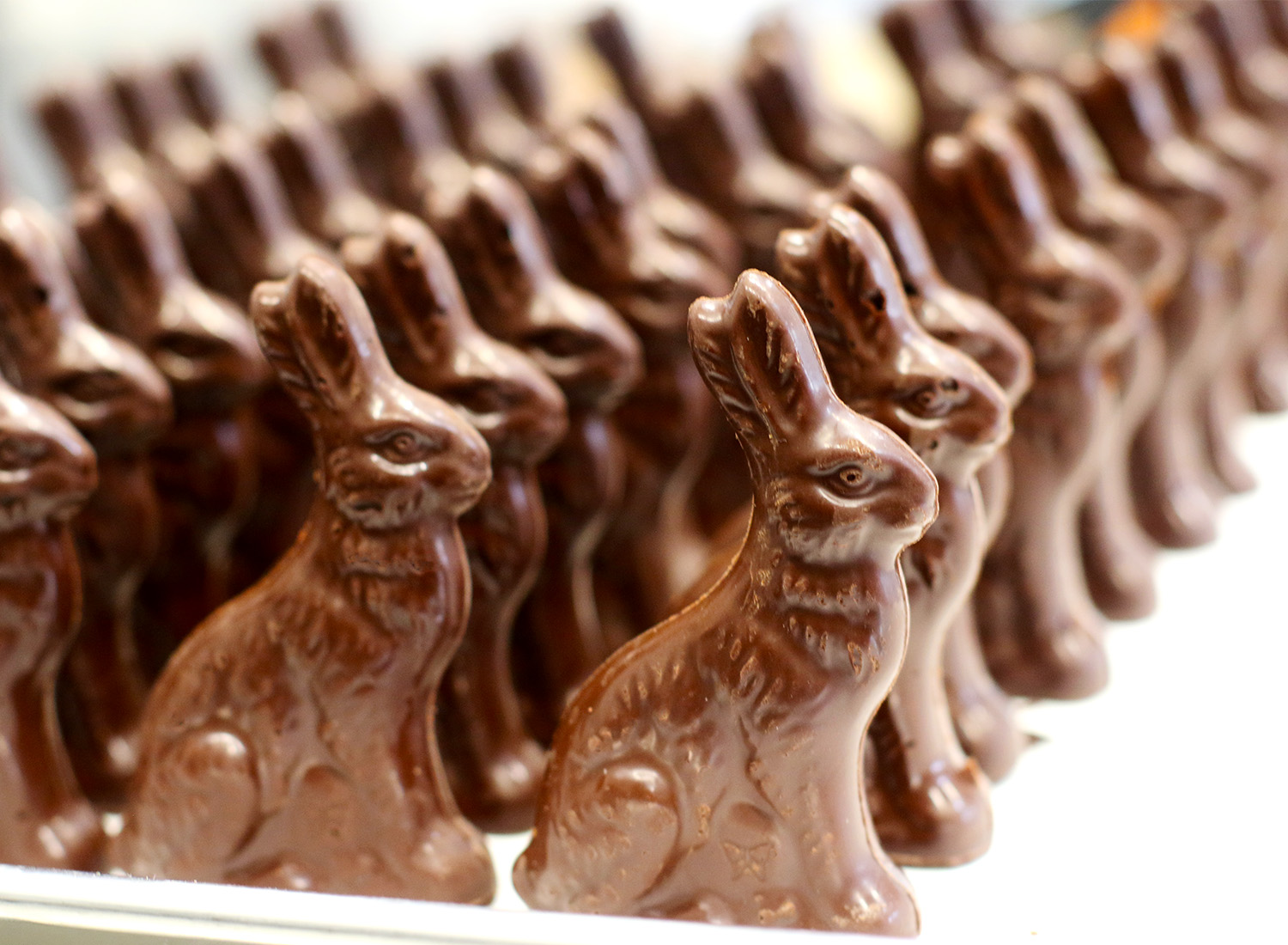 You Can Eat Chocolate Only If You Get More Than 10 on This Quiz Chocolate Easter Bunny