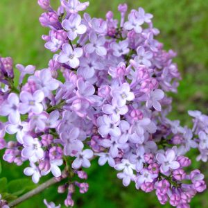 What Smell Am I? Lilacs