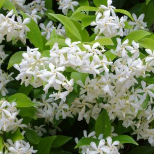 What Smell Am I? Jasmine