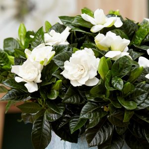 What Smell Am I? Gardenias