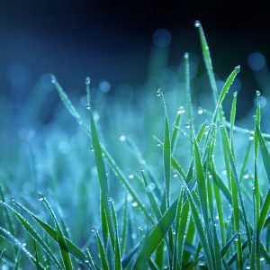 Spring Idioms Quiz Grass