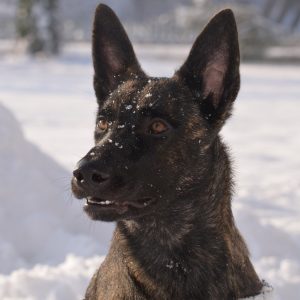Only A True Trivia Genius Can Ace This Quiz In One Go Dutch Shepherd
