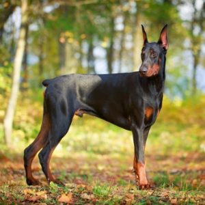 Only A True Trivia Genius Can Ace This Quiz In One Go Doberman