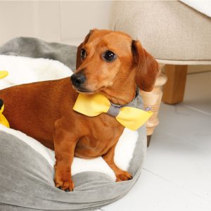 Cozy Things Trivia Questions And Answers Quiz Dachshund